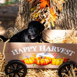 Apple - Black female Poodle puppy in Spring Branch, Texas from Mezzo Poodles