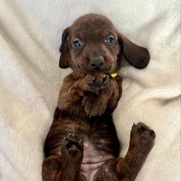 Yellow Collar Girl - Brindle female Dachshund puppy in Baltimore, Maryland from Passport Dachshunds