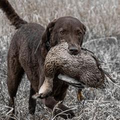 Duckie - Chesapeake Bay Retriever