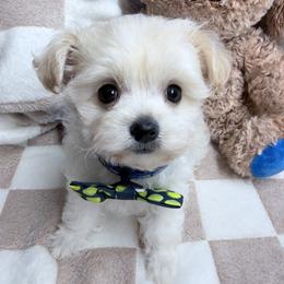 Alvin - White and lemon male Morkie puppy in Flagler Estates, Florida from Fiesta Pups
