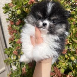 Cupid - Black and tan parti male Pomeranian puppy in Stanton, California from Pure hearts