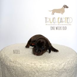 Noel - Brindle female Dachshund puppy in Royse City, Texas from Truehearted Miniature Dachshunds