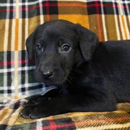 Labrador Retriever Puppies from Prairie State Labs