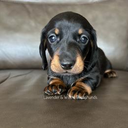 Girl 2 - Black and tan female Dachshund puppy in Elizabethtown, Kentucky from Lavender and Willow Dachshunds