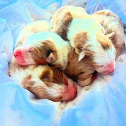 Australian Shepherd Puppies from Rock Springs Australian Shepherds
