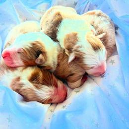 Australian Shepherd Puppies from Rock Springs Australian Shepherds
