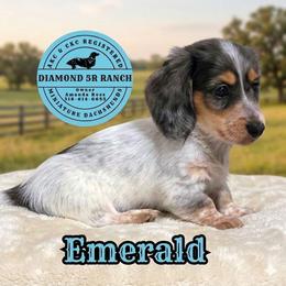 EMERALD - Dapple male Dachshund puppy in Columbia, Louisiana from Diamond 5R Ranch AKC & CKC Miniature Dachshunds