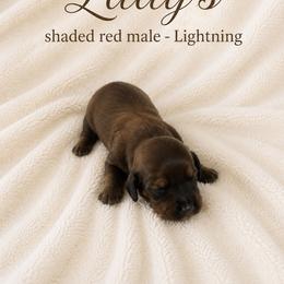 Lightning - Red male Dachshund puppy in Indiantown, Florida from Turquoise River Minature Dachshunds