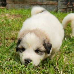 OFA Health Tested ORANGE - White and badger Great Pyrenees puppy in Lynchburg, Tennessee from Flashlight Farmers AKC Great Pyrenees