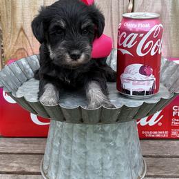 Pink girl - Black and silver female Miniature Schnauzer puppy in Garrison, Texas from RNH Schnauzers