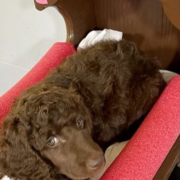 Girl 3 - Brown Poodle puppy in Florida from Gwen's Poodles