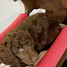 Girl 3 - Brown Poodle puppy in Florida from Gwen's Poodles