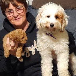Goldendoodles and Poodles from Capens' Doodles,Poodles and Poo's