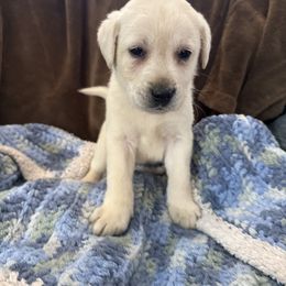 Girl 3 - Yellow female Labrador Retriever puppy in Isanti, Minnesota from Four Corners Family Labs