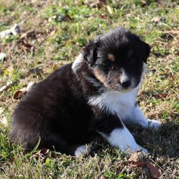 Nolan - Black tri-color male Australian Shepherd puppy in Kansas, Oklahoma from Windy G Farm