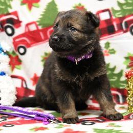 Purple collar - Sable female German Shepherd puppy in Ramsey, Illinois from Haus-Farr German Shepherds