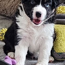 Miniature Australian Shepherd and Toy Australian Shepherd Puppies from Miller Hill Aussies
