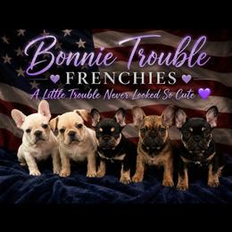 French Bulldog puppies from Bonnie Trouble Frenchies