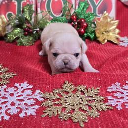 White Cream Boy Blue Toe - White male Pug puppy in Tulsa, Oklahoma from Locust Creek Pugs