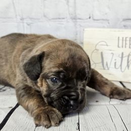 Boerboel Puppies from Standing Stone Boerboels