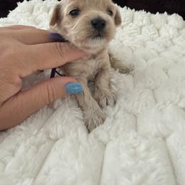 Lilac purple collar - Apricot female Maltipoo puppy in Fredericktown, Missouri from Doodle Pups Fur-Ever