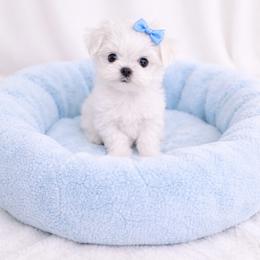 Maltese Puppies from Made to Love Maltese LLC