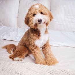 Theo - Goldendoodle