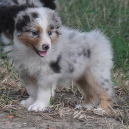 Kiki - Blue merle female Australian Shepherd puppy in Clinton, Missouri from RockyTop Hearts