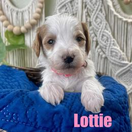 Lottie - Parti female Goldendoodle puppy in Jonesboro, Arkansas from Honeysuckle Creek Goldendoodles