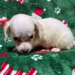 Echo's tiny boy - Cream male Dachshund puppy in Lyle, Washington from Wines Wienery