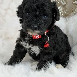 Luke B. - Black male Poodle puppy in Grinnell, Iowa from Rural Iowa Aussies & Doodles
