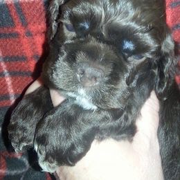Cocker Spaniels from Diane Matthews' Cocker Spaniels