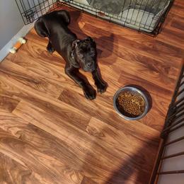Cane Corso Puppies from Guardian Corso's