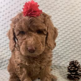 Goldendoodle Puppies from Aimee Schamback
