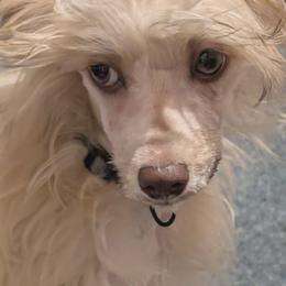 DaoDog Lancelot The Knight - Red male Chinese Crested puppy in Highland Park, Michigan from Family Kennel Dao Dog