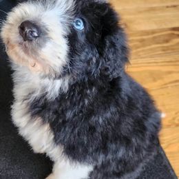 Aussiedoodle and Australian Shepherd Puppies from Holly Ridge Aussies