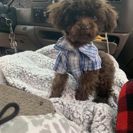 Golden Retriever and Poodle All Grown Up from Meagan Nielson’s Precious Pups