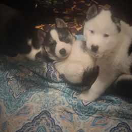 Girl 1 - Black and white Siberian Husky puppy in Starks, Louisiana from Southland Husky Kennels LLC.