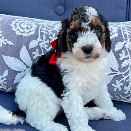 Snoopy Red Girl - Tri-color female Bernedoodle puppy in The Woodlands, Texas from Gracie's Goldendoodles and Bernedoodles