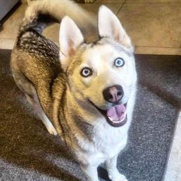 Storm - Pomsky
