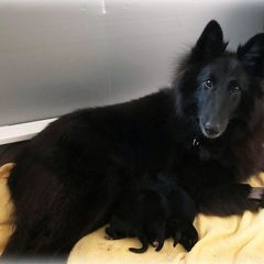 Belgian Sheepdog Puppies from Isengard