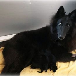 Belgian Sheepdog Puppies from Isengard