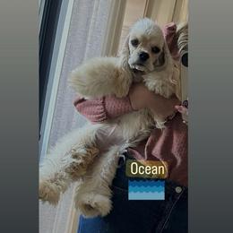 Ocean - Cocker Spaniel