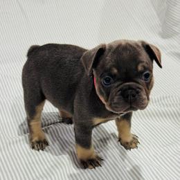 Light Pink Female - Black and tan female French Bulldog puppy in Republic, Missouri from Ritchie’s Frenchies