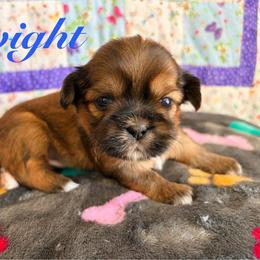 Dwight - Red male Shih Tzu puppy in Hemet, California from Aloha Shih Tzu