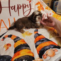 Happy - Liver and white male Shih Tzu puppy in Parma, Ohio from D's DeVine Shih-Tzu