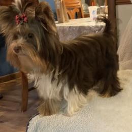 Yorkshire Terrier Puppies from Starr Mountain Yorkies