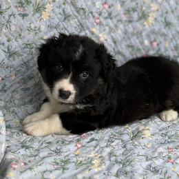 Ozzy-fluffy - Black and white male Cardigan Welsh Corgi puppy in Hope, Arkansas from Foxy Knoll Farm