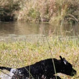Labrador Retrievers from Catherine  Lynn Slack