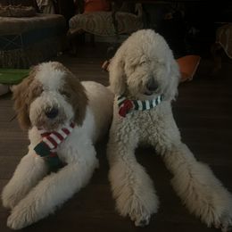 Clover - Goldendoodle